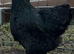 Blue/black Brahma hatching eggs