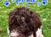 Cockapoo