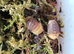 Cubaris rubber ducky isopod