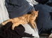 Stunning 1 year old Male cat Maine coone x