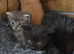 Ragdoll x domestic kittens