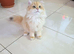 Stunning British Longhair Pedigree Kittens – WCF
