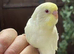 3 x baby budgies