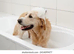 dog grooming