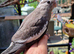 3 cockatiel chicks ready now 8 weeks old