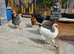 4 mixed breed chickens