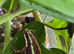 Tadpoles of Santa Isabel dart frog.