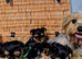 Beautiful Yorkshire terrier pups