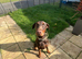 Beautiful family dobermanns *2 pups 2 boys*