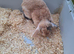 Male n female rabbit