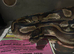 4 year old female ball python