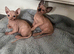Stunning Sphynx & Dwelf kittens