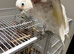 3 years old cockatoo goffin