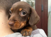 READY NOW ! Beautiful, cuddly miniature Dachshunds ️