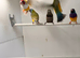 Single Chocolate Bengalese Finch (Male)