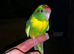 Baby&rsquo;s being hand reared