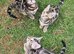 TICA Registered Bengal Kittens – Ready for Loving Homes