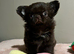 XxQuality chihuahua Thai/russian lines