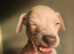 Beautiful KC Registered Italian Greyhound Puppies – 2 Girls Available