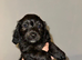 Jackapoo X Mini Dachshund (Doxiepoo)