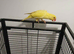 Ringneck parrot bradford