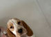 BEAGLIERS 2 LEFT FULLY VACCINATED