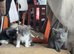 Cute Russian Blues for sale