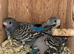Blackface budgies