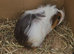 Female guinea pigs