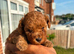 Toy poodle puppies 1 girl 2 boys