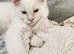 Maine coon x ragdoll ( RAGCOON )
