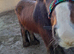 Cob pony
