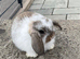 Pure bred mini lop baby boy .