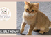 Pedigree GCCF Golden BSH Ready Now!