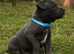 KC Reg Blue staffordshire bull terrier