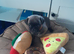 Pug x Puggle Gorgeous Puppies