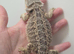 Baby bearded dragons