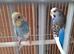 3 young female budgies may 2026 breed