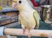 Hand rear conure