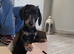 2 smooth dachshunds pups