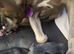  EXCEPTIONAL L-2HGA & HC-HSF4 CLEAR STAFFORDSHIRE BULL TERRIER PUPPIES