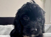 JUST 3 REMAINING STUNNING COCKAPOO PUPPIES
