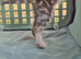Beautiful female kitten looking for new forever home