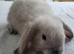 Beautiful Mini lop looking good a home