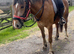 Strawberry roan registered appalosa x cob mare