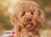 Ready, breeder, 4 dna clear red small miniature cockapoo litter