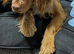 Cocker spaniel