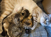 Part bengal kittens