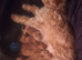 8 adorable puppies
