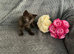 Mollys half ragdoll kittens, still two available tabby boy and black boy beautifull personalities very loving.
